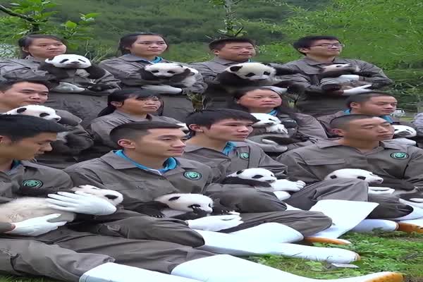 China muestra a sus pandas bebés y destaca éxito en reproducción