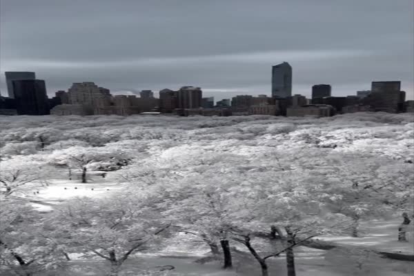 Central Park cubierto por dos pies de nieve tras histórica ventisca en Nueva York