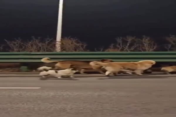 Siete perros robados escapan y recorren 17 kilómetros para volver a casa en China