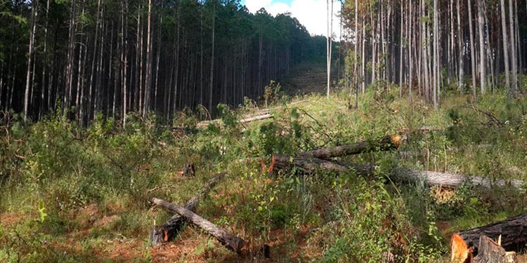 Honduras conmemora «Día del árbol» entre acelerada destrucción de sus bosques
